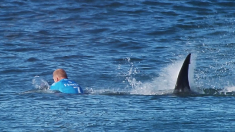 Surfer Fights Off Shark During Competition