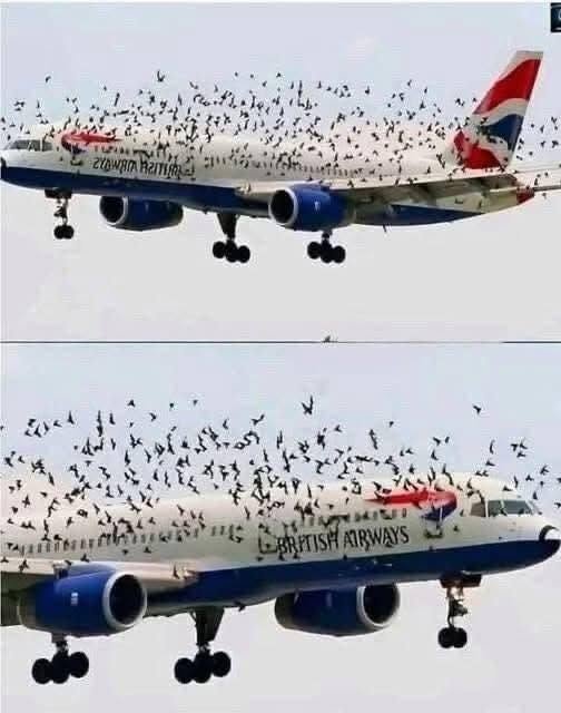 The Mind-Blowing Reason This Pilot Burst Into Tears After an Emergency Landing Saved His Passengers From Thousands of Birds