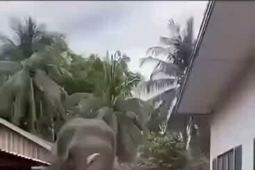 A Highway Encounter Between an Elephant and a Young Boy Takes an Unexpected Turn